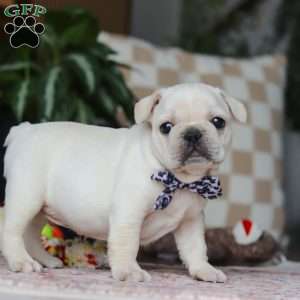 River, French Bulldog Puppy